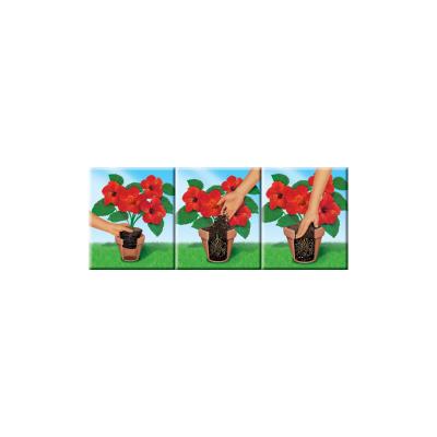 COMPO SANA Terreau de rempotage de qualité pour fleurs, 50 l