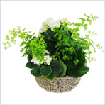 123fleurs