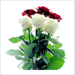 123fleurs